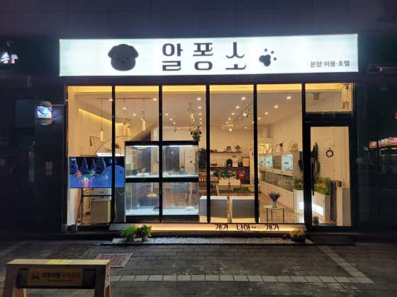 알퐁소