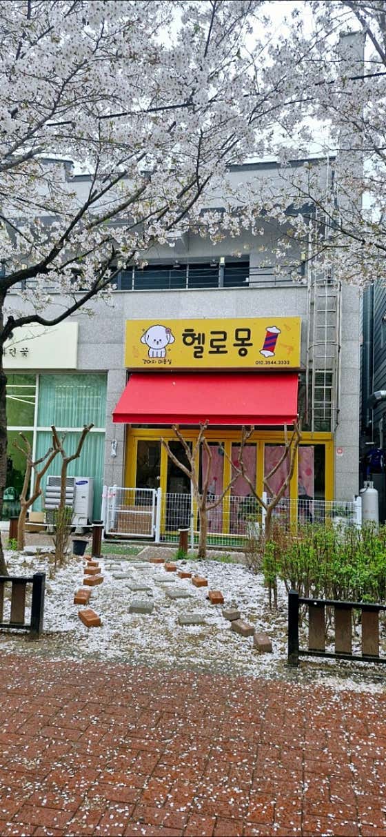 헬로몽 애견미용실 애견호텔 · 네이버 지도·플레이스 4
