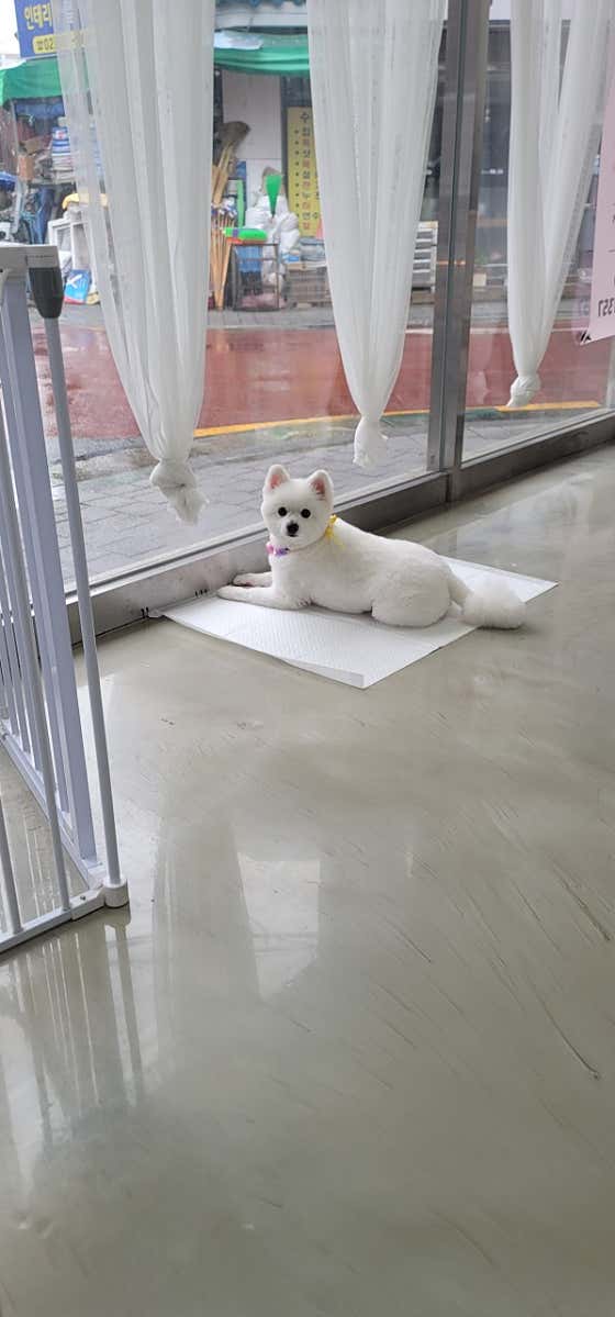 멍스타 · 네이버 지도·플레이스 7