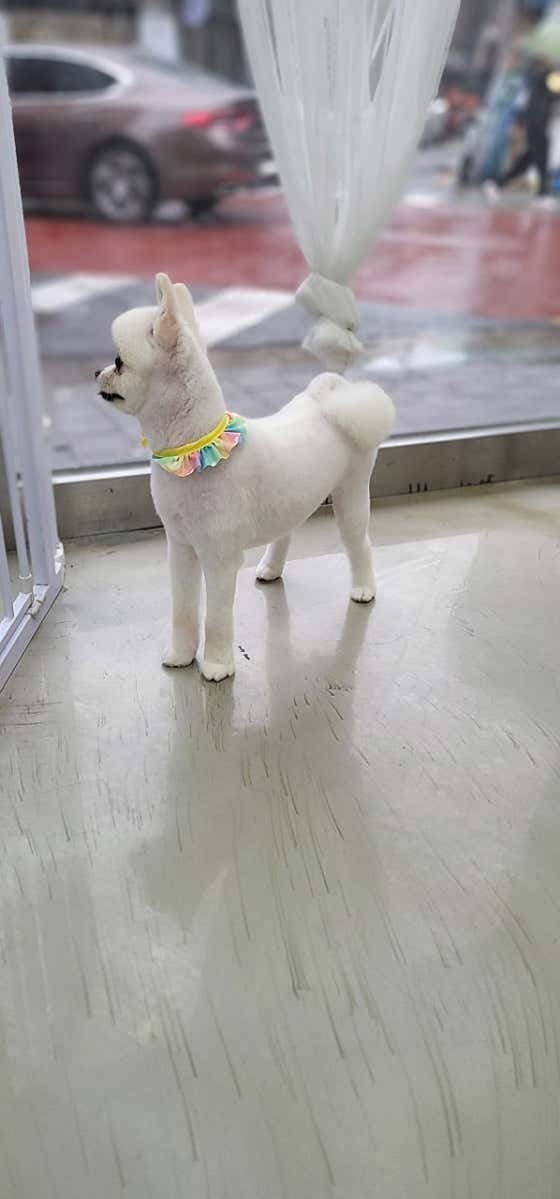 멍스타 · 네이버 지도·플레이스 6