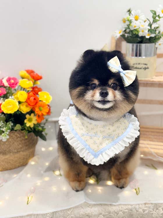 댕화살롱 · 네이버 지도·플레이스 10