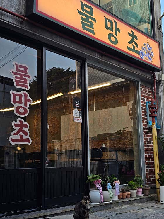 물망초