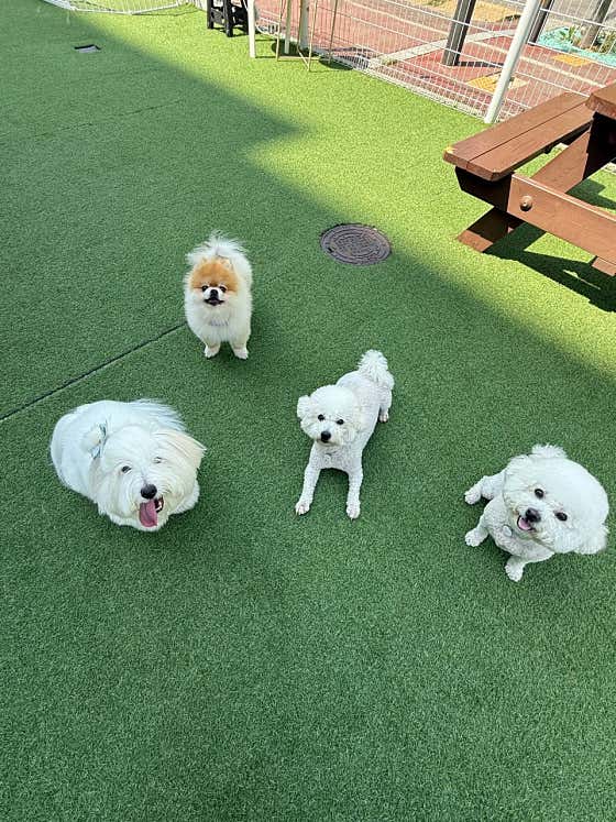 애견유치원&강아지놀이방 멍스윗홈 · 네이버 지도·플레이스 9