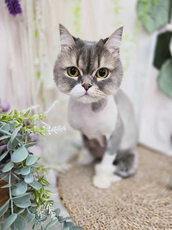 댕냥이살롱 · 네이버 지도·플레이스 1
