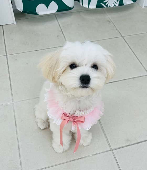 두유네애견미용실 · 네이버 지도·플레이스 10