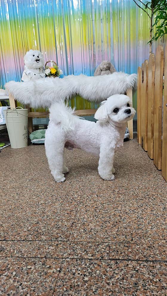댕댕이미용실 · 네이버 지도·플레이스 2
