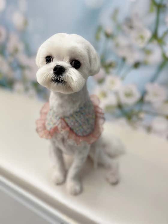 주강아지 미용실 · 네이버 지도·플레이스 10