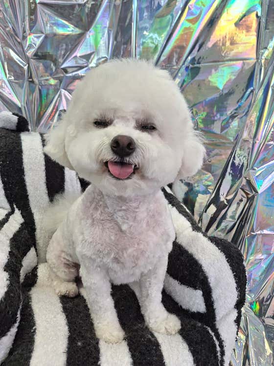 개성애견미용실 · 네이버 지도·플레이스 9