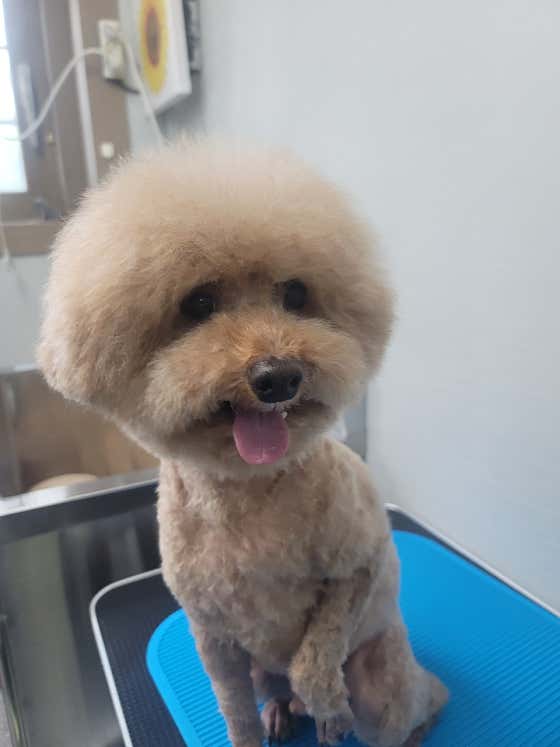 코코네 반려견 미용실 대표이미지