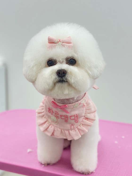 하루댕댕 · 네이버 지도·플레이스 2