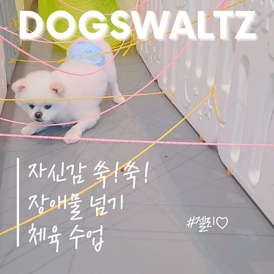 강아지왈츠 애견유치원/호텔 · 네이버 지도·플레이스 7