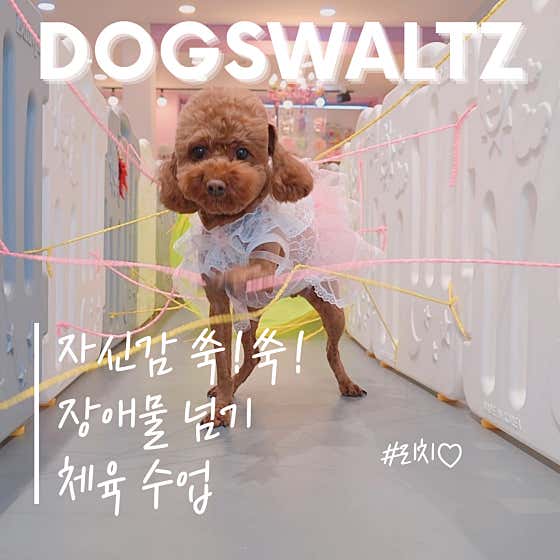 강아지왈츠 애견유치원/호텔 · 네이버 지도·플레이스 6