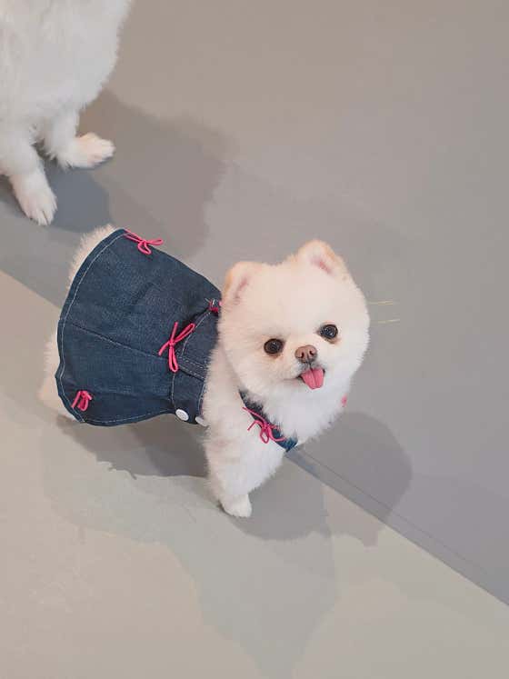 강아지왈츠 애견유치원/호텔 · 네이버 지도·플레이스 3