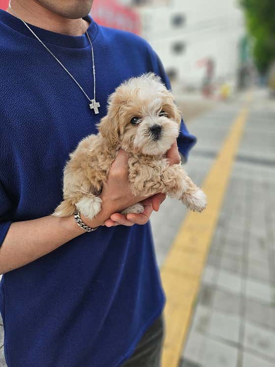 냥만스럽개 · 네이버 지도·플레이스 6