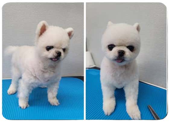 코코네 반려견 미용실 · 네이버 지도·플레이스 9