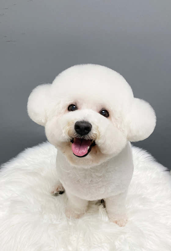 중앙애견미용실 · 네이버 지도·플레이스 7
