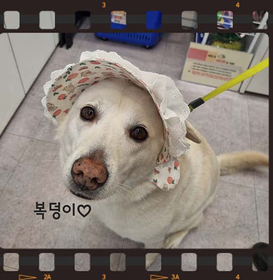 개밥파는고양이 우장산역점 · 네이버 지도·플레이스 3