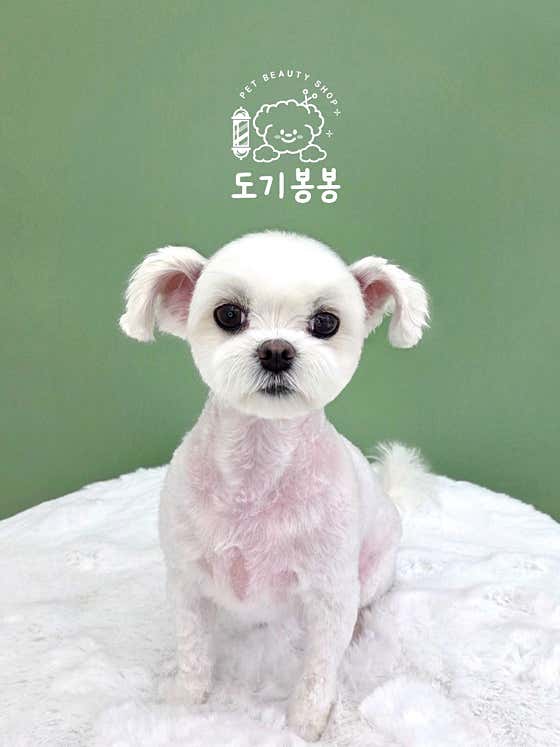 도기봉봉 · 네이버 지도·플레이스 6