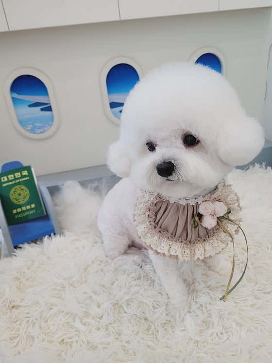 꽃단장애견미용실