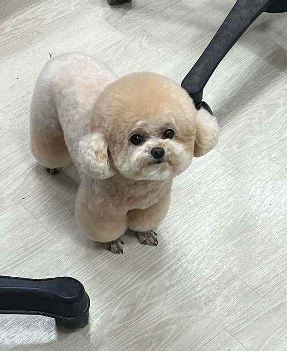 댕굴댕굴미용실 · 네이버 지도·플레이스 5