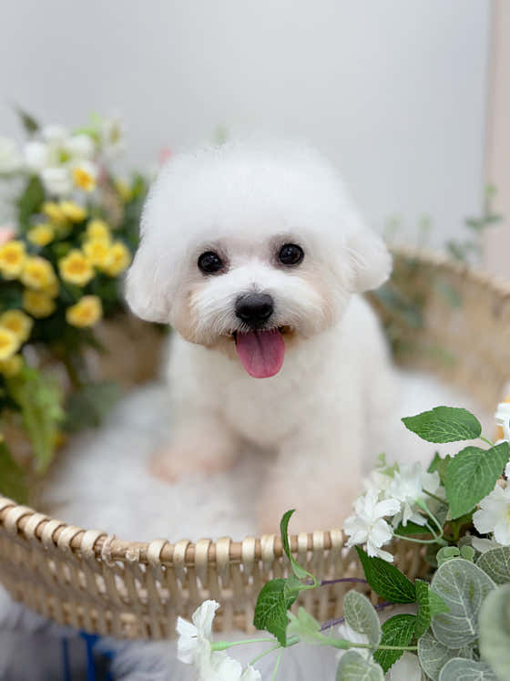 강아지멋내기 · 네이버 지도·플레이스 6