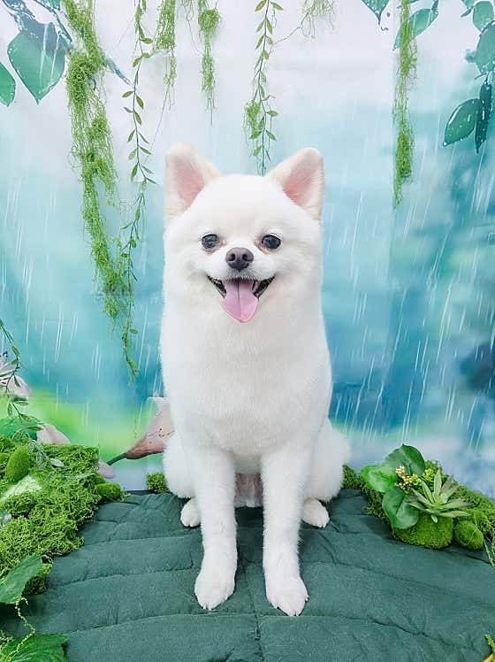 윤이나개 · 네이버 지도·플레이스 10