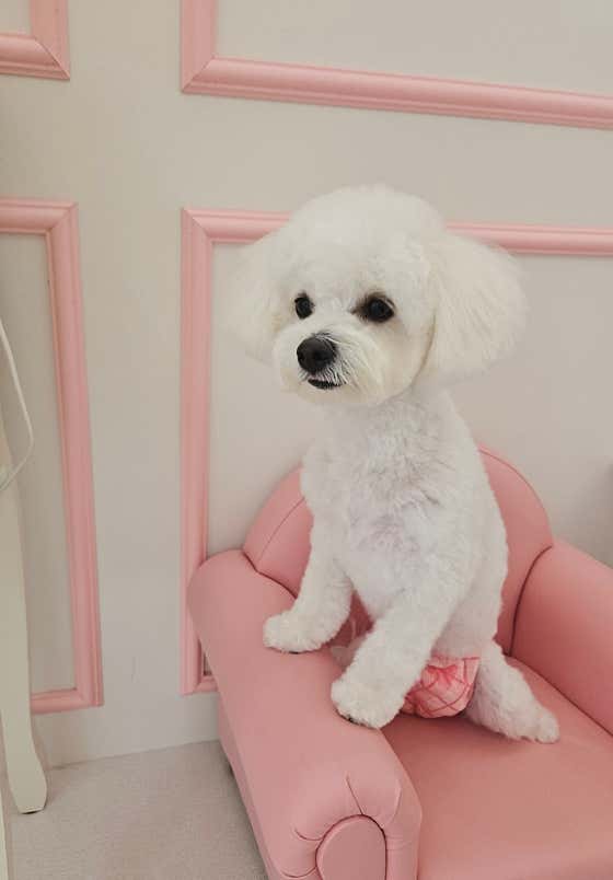 쁘띠르시앙 · 네이버 지도·플레이스 9