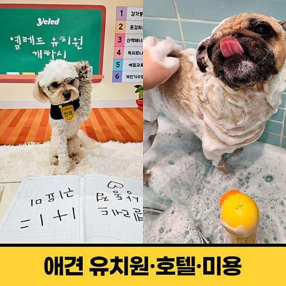 옐레드 애견유치원&애견호텔 부천상동점 · 네이버 지도·플레이스 2