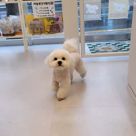댕댕몽띠끄 · 네이버 지도·플레이스 10
