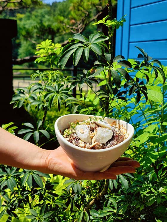 우유눈꽃빙수(여름시즌) 메뉴 사진(네이버)