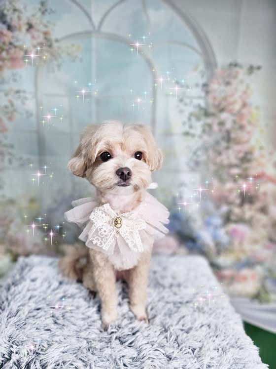 강아지집미용실 · 네이버 지도·플레이스 7