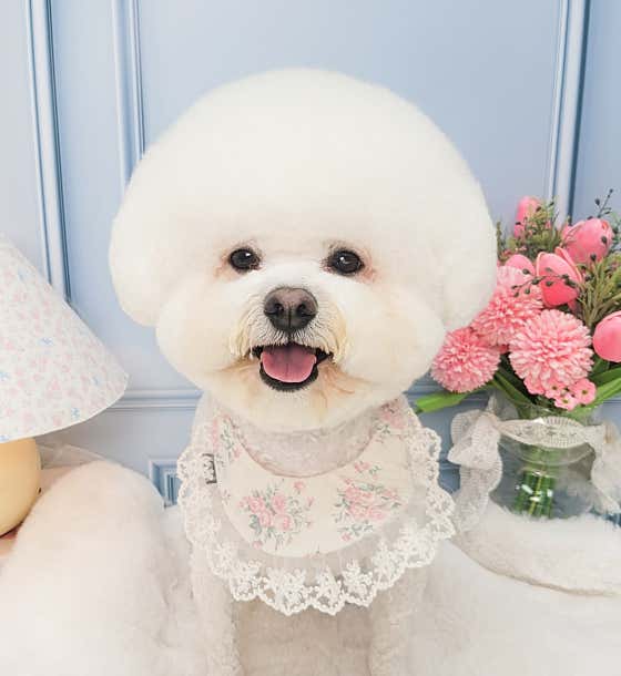헤이몽 애견미용실 애견호텔 대표이미지