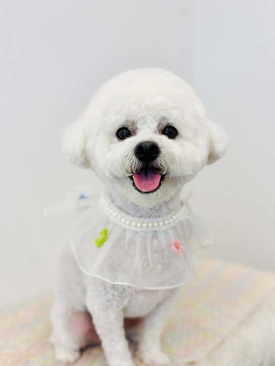 오늘도, 멍멍 · 네이버 지도·플레이스 8