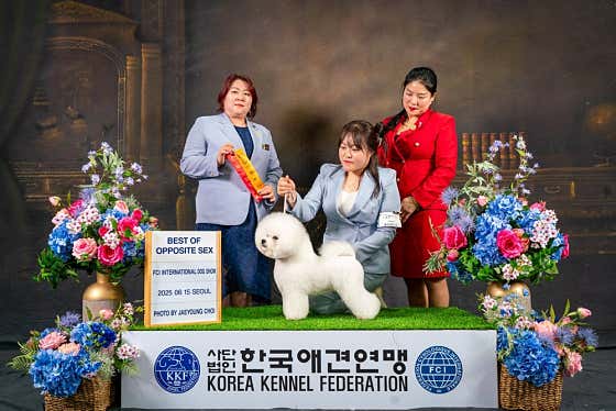 올웨이즈반려견미용실 · 네이버 지도·플레이스 9