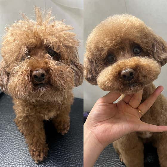 수동물병원 대표이미지