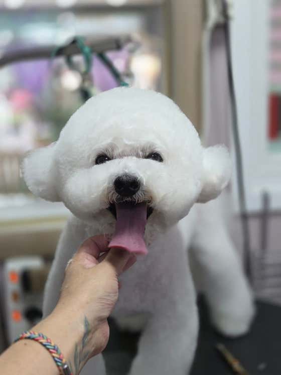 무거동강아지미용실 · 네이버 지도·플레이스 9