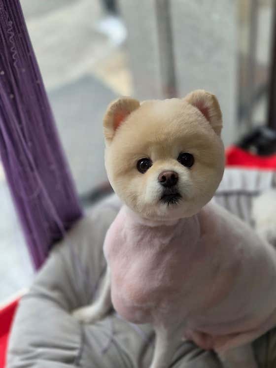 무거동강아지미용실 · 네이버 지도·플레이스 8