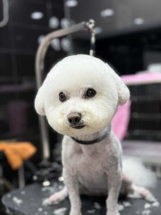 복이네애견미용 · 네이버 지도·플레이스 10