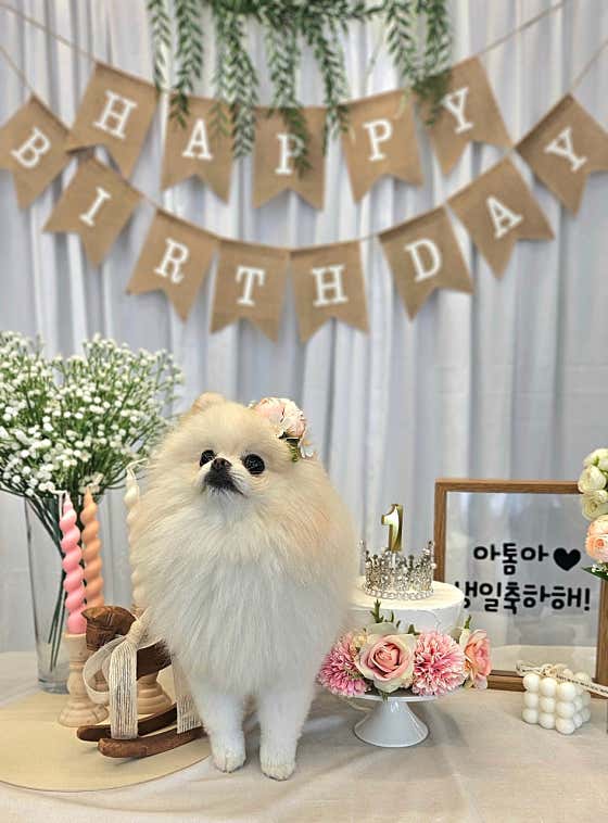 강아지 마을회관 · 네이버 지도·플레이스 8