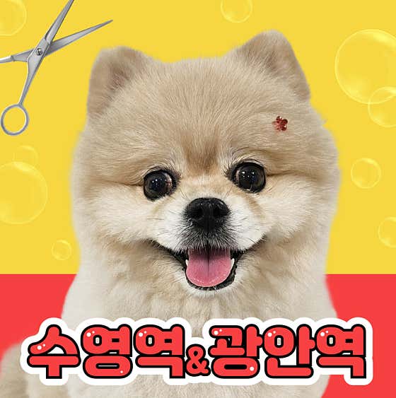 하이디 펫살롱 펫스테이션점