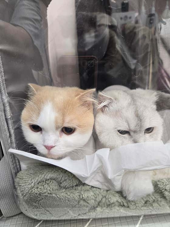 댕냥이살롱 · 네이버 지도·플레이스 8