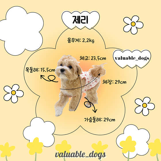 같이할개 반려견유치원 · 네이버 지도·플레이스 9