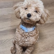 애견동반 가능 (소형견, 매너벨트) 메뉴 사진(네이버)