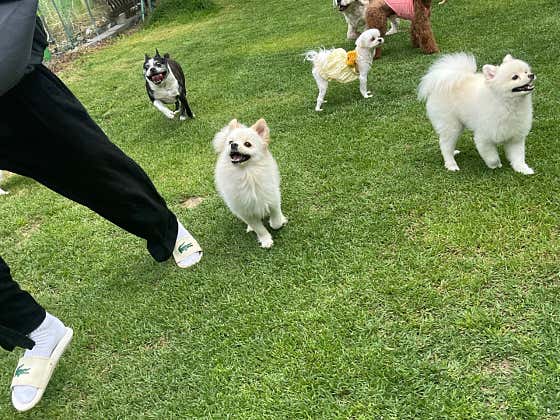 같이할개 반려견유치원 대전점 · 네이버 지도·플레이스 4