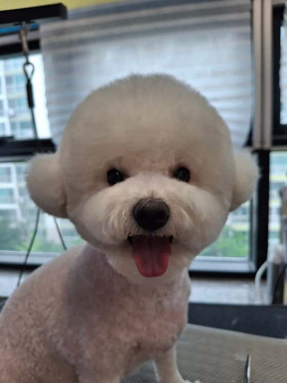 개성애견미용실 · 네이버 지도·플레이스 5