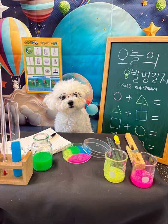 같이할개 반려견유치원 대전점 · 네이버 지도·플레이스 3