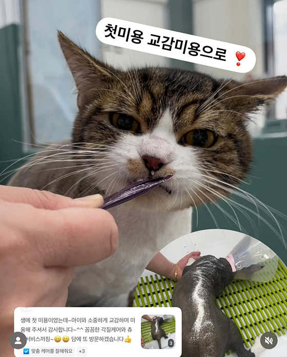 소중하냥 · 네이버 지도·플레이스 3