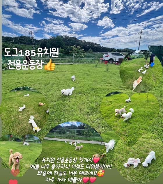 도그185 애견유치원&애견호텔 · 네이버 지도·플레이스 6