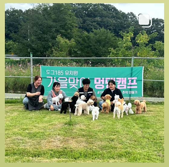 도그185 애견유치원&애견호텔 · 네이버 지도·플레이스 7