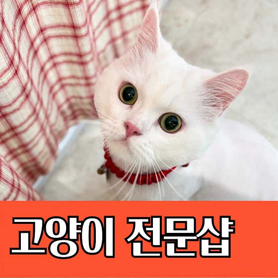 온리애옹 · 네이버 지도·플레이스 2